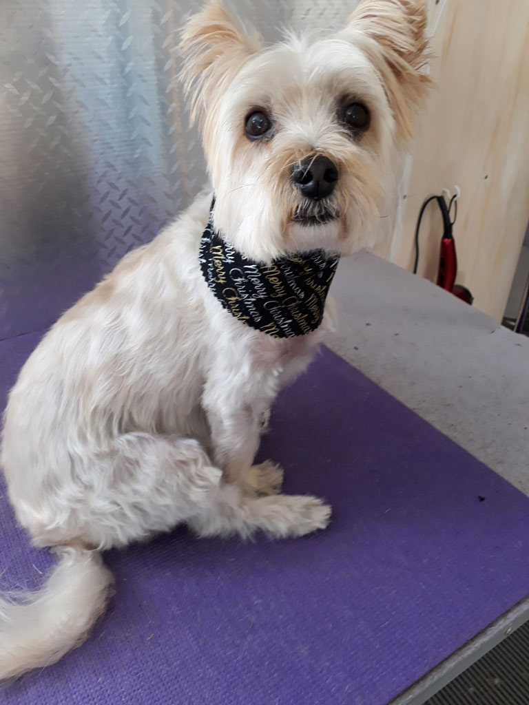 K9 Grooming Gallery K9 Grooming