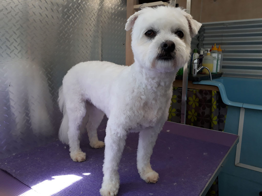 K9 Grooming Gallery K9 Grooming