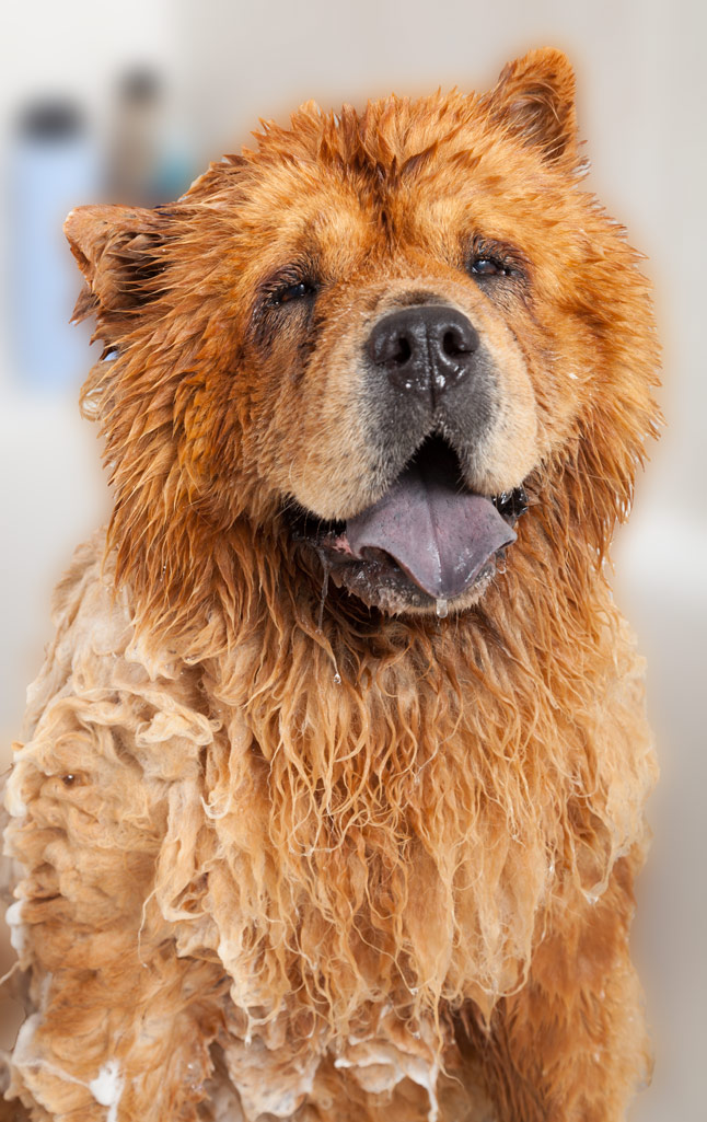 K9 Grooming